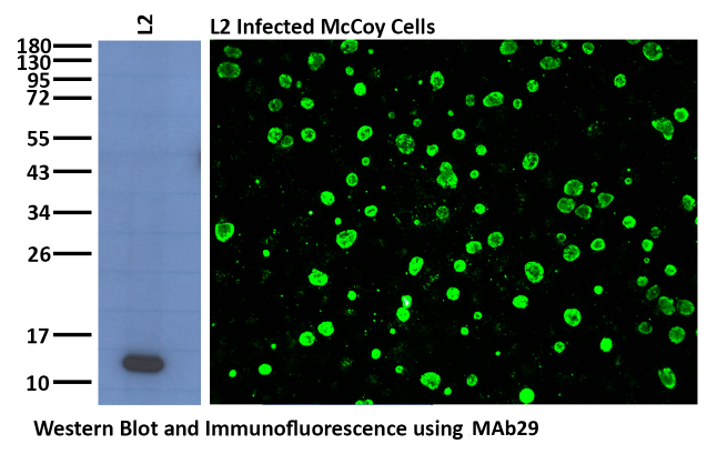 MAb29