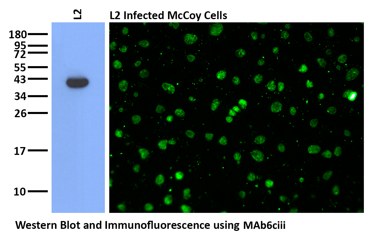 MAb6ciii