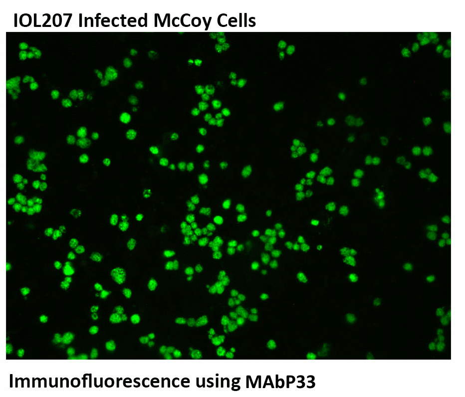 IOL207 FITC stain using P33 monoclonal antibody